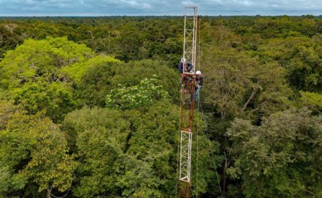 Florestas de várzea são áreas alagadas ao longo de grandes rios amazônicos (Foto: reprodução / Agência Gov)