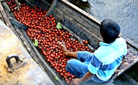 Insumos da Amazônia com potencial de inovação mais estudados por pesquisadores brasileiros