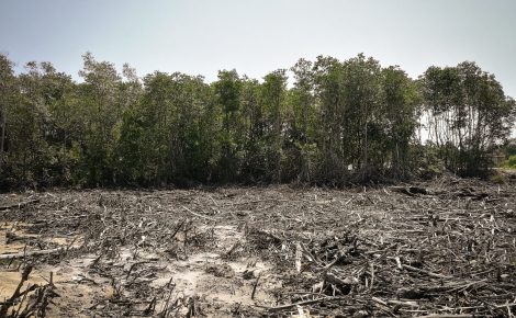 Desmatamento na Amazônia
