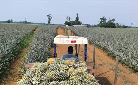 Nova unidade da Unifruit será instalada em Itacoatiara para produção de polpas e sucos