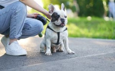 Cachorro corresponde maior número de animais domésticos (Foto/ Divulgação)