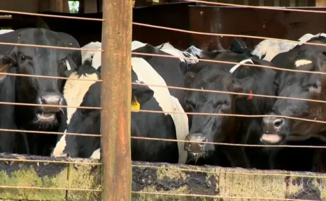 Vacas em curral
