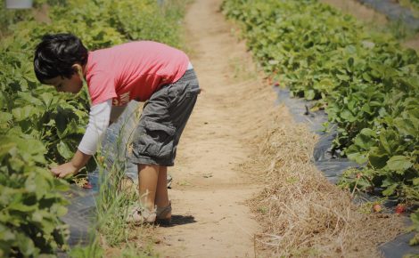 Região Norte concentra os maiores índices de trabalho infantil do país